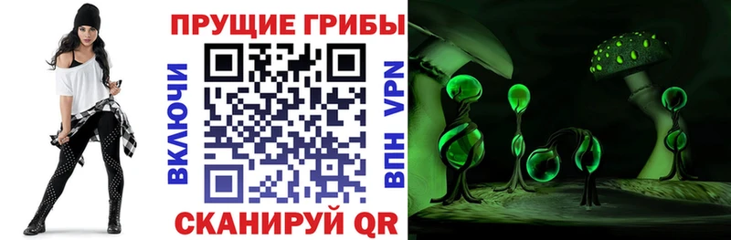 Псилоцибиновые грибы Psilocybe Комсомольск-на-Амуре